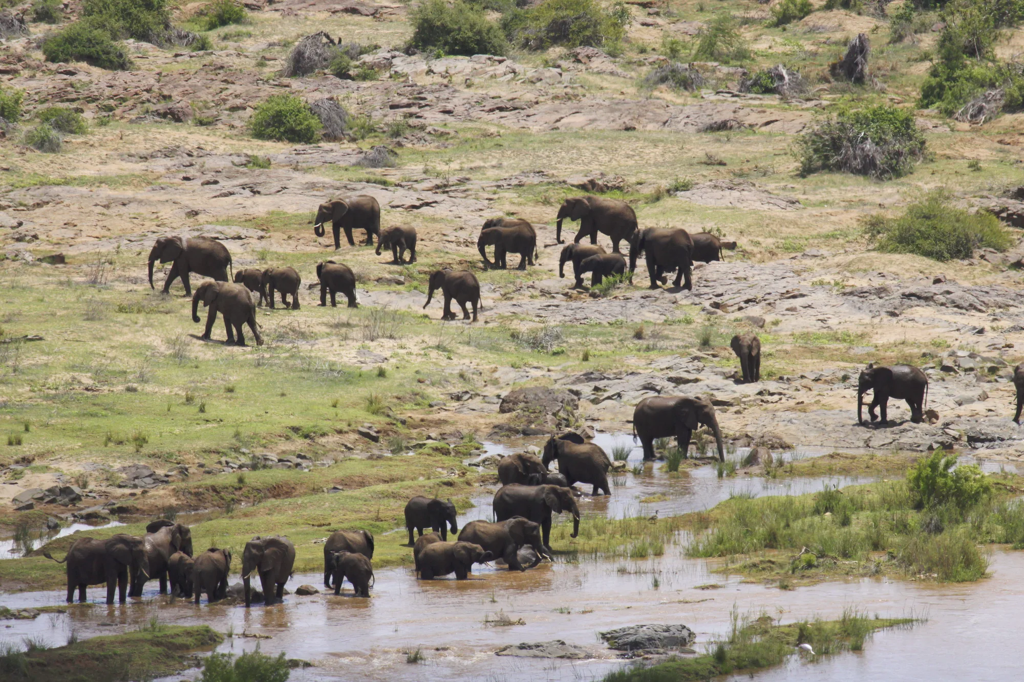 Elephants in the Kruger National Park landscape